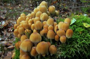 Pilzkolonie - ungenießbar, giftig!