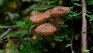 Hallimasch 2 - Moosalbtal