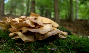 Pilzkolonie 2 - Moosalbtal