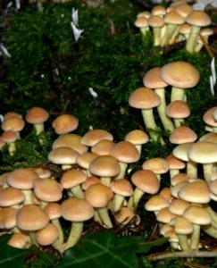 Pilzkolonie - Moosalbtal