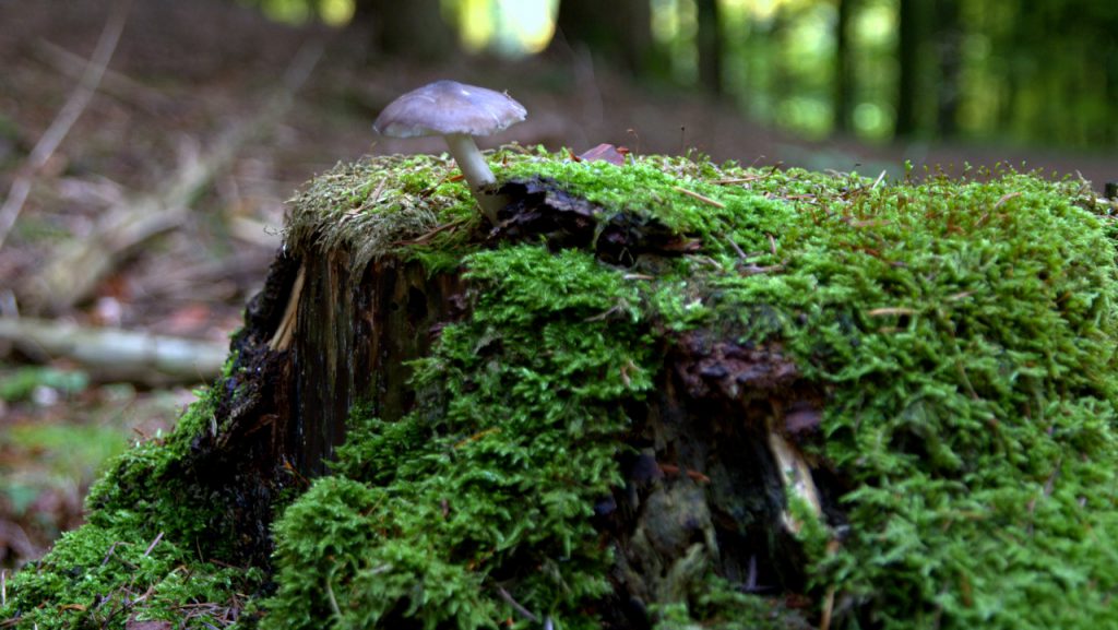 unbekannter Täubling - Moosalbtal