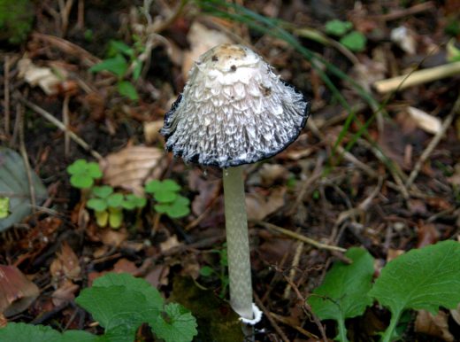 Tintenschöpfling - Moosalbtal