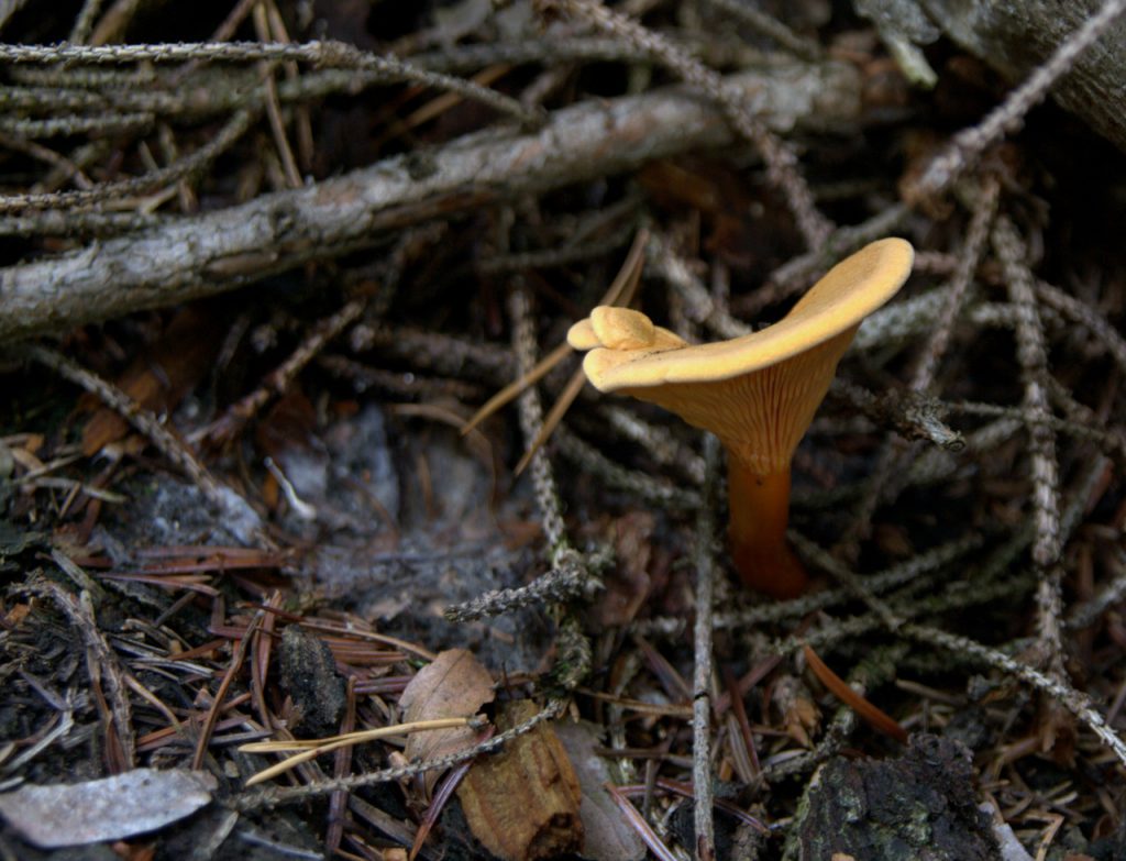 Falscher Pfifferling - Moosalbtal