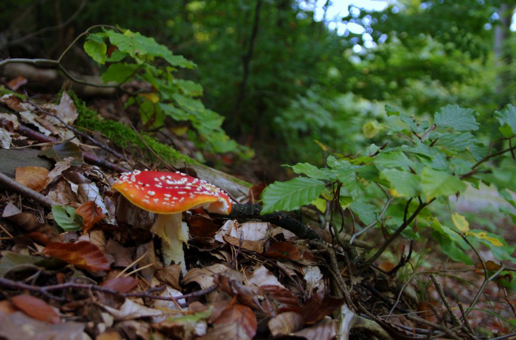 Fliegenpilz - Moosalbtal