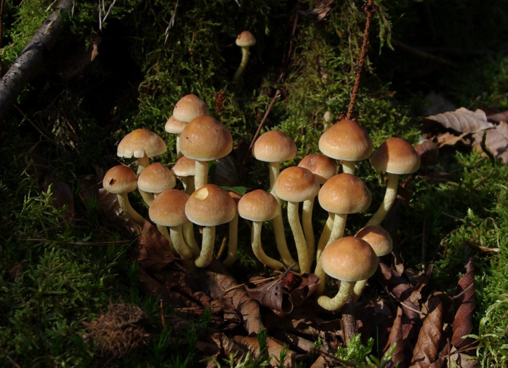 Im Pilzwald 1