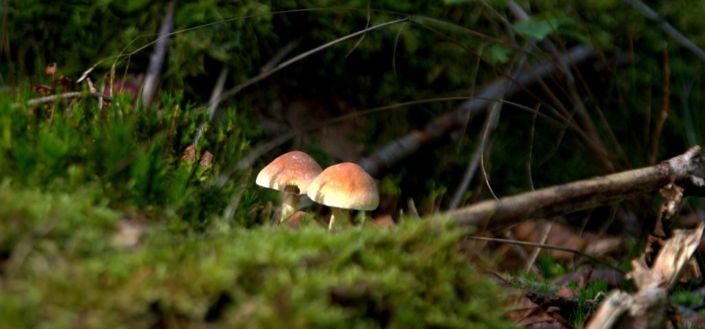 Im Pilzwald 3