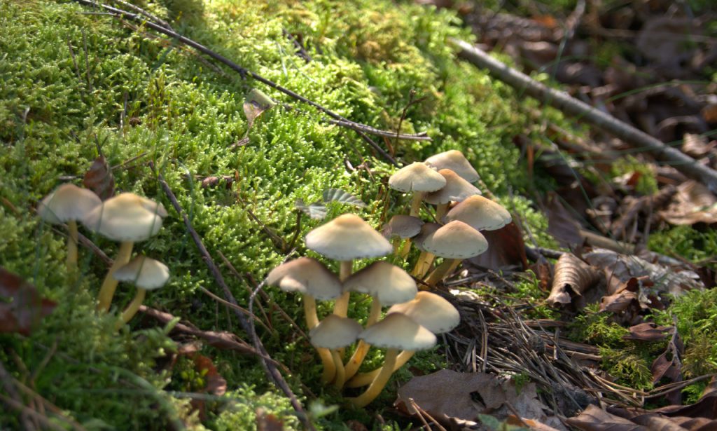 Im Pilzwald 4