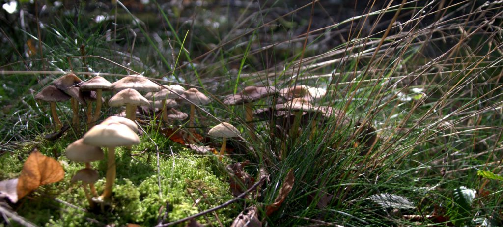 Im Pilzwald 5