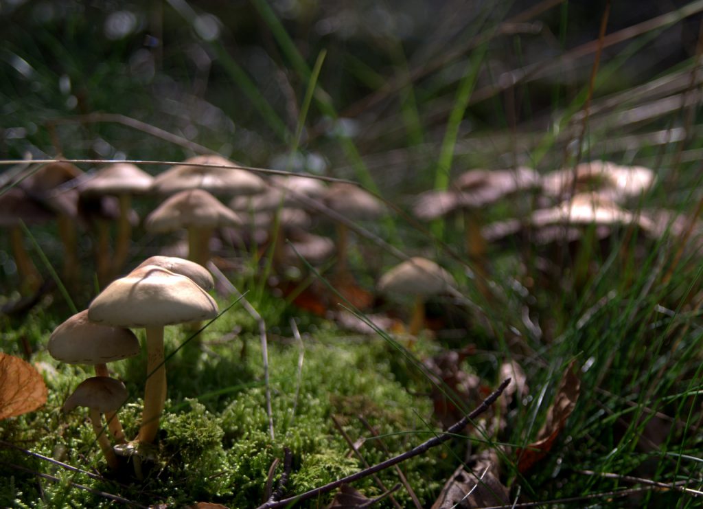 Im Pilzwald 6