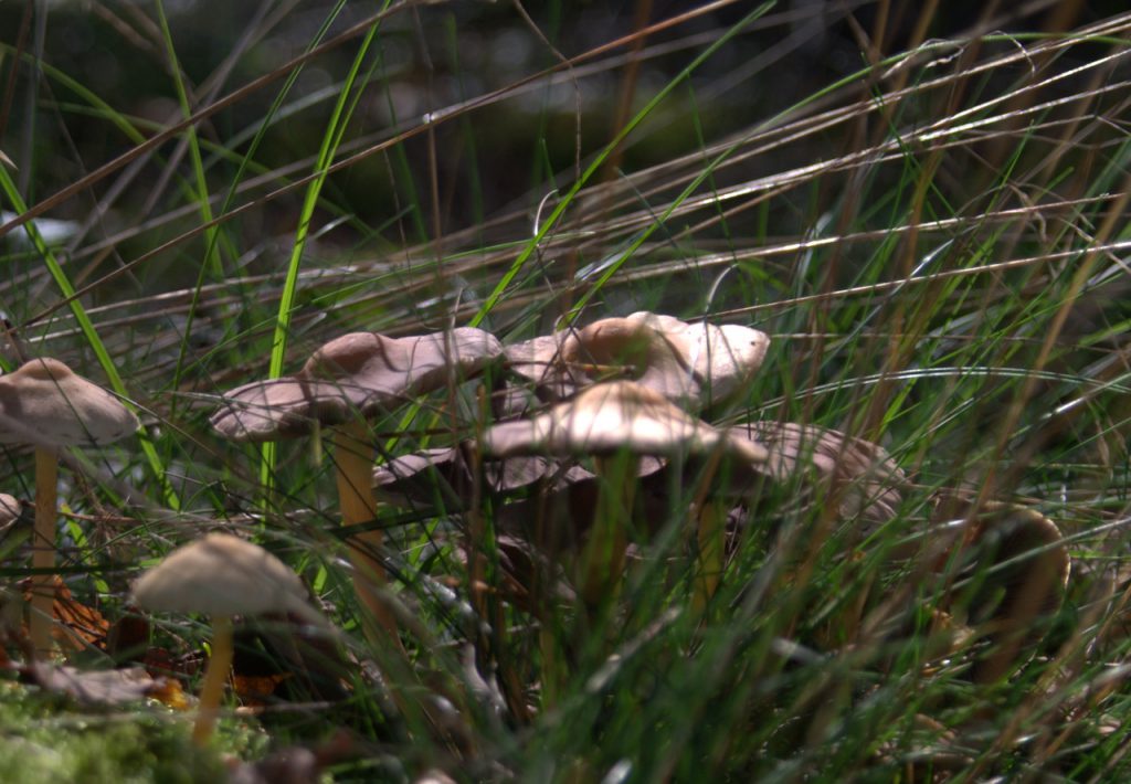 Im Pilzwald 7