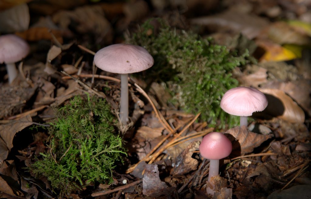 Im Pilzwald 8