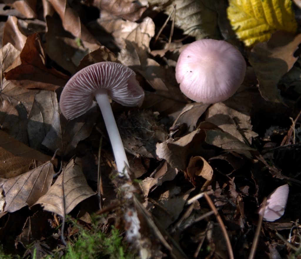 Im Pilzwald 10
