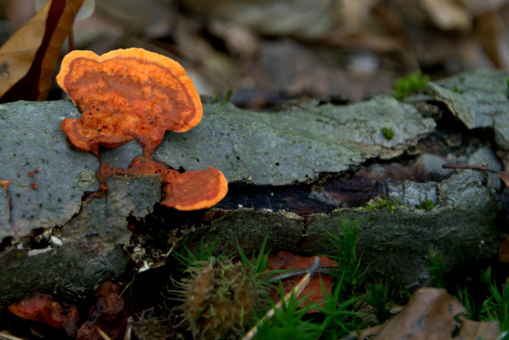 Im Pilzwald 11