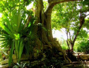 Baumwurzeln auf Mauerwerk im Gegenlicht