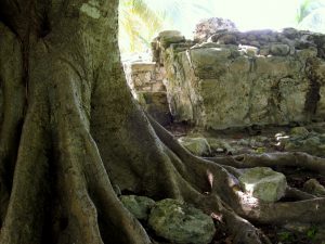 Brettwurzeln neben antikem Mauerwerk an der Riviera Maya