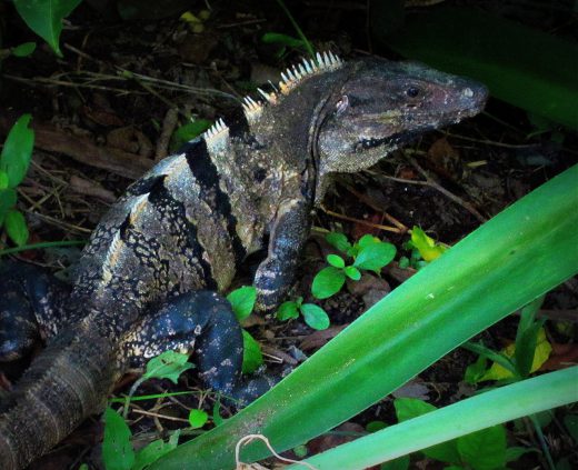 Der grüne Leguan - Iguana im Unterholz