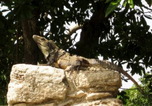 Iguana beim Sonnenbad