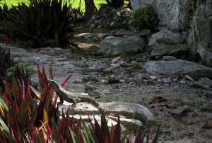 Iguana neben bunten Blättern - Mexiko