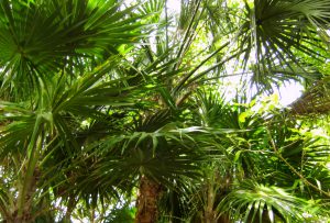 Palmen an der Karibikküste - Quintana Roo