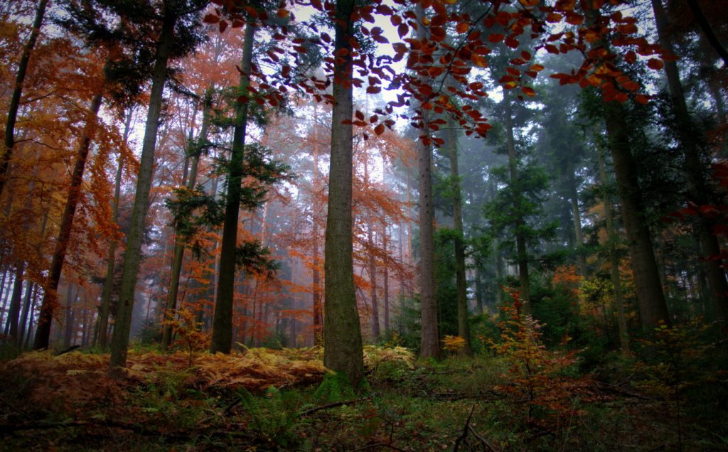 Herbstimpression - 1 - Aufnahme vom Herbstwald - Wald in Farben