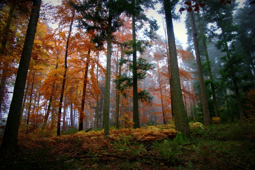 Herbstimpression - 3 - Aufnahme vom Herbstwald - Wald in Farben