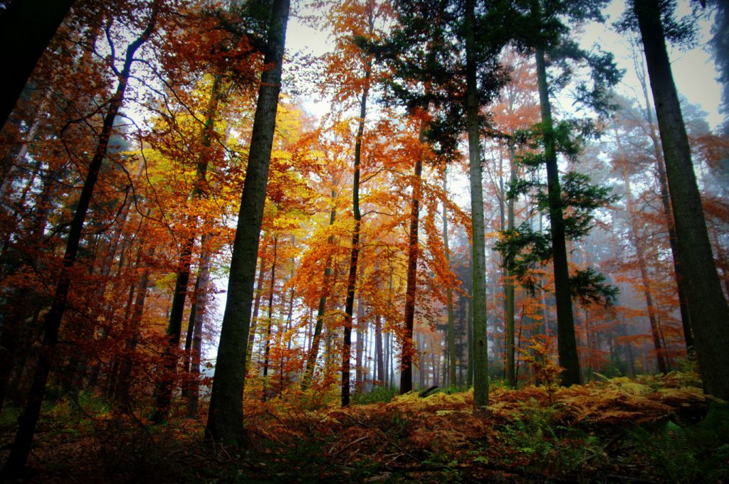 Herbstimpression - 2 - Aufnahme vom Herbstwald - Wald in Farben