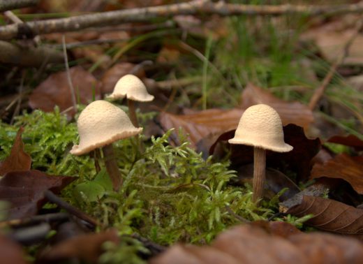 Fischweiher - Albtal - Pilze im Schwarzwald