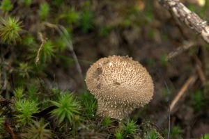 Fischweiher - Albtal - Pilze im Schwarzwald