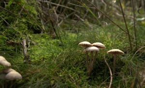Fischweiher - Albtal - Pilze im Schwarzwald