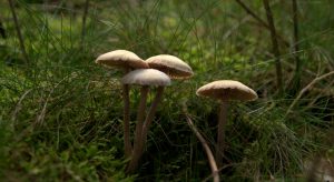 Fischweiher - Albtal - Pilze im Schwarzwald