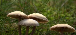 Fischweiher - Albtal - Pilze im Schwarzwald
