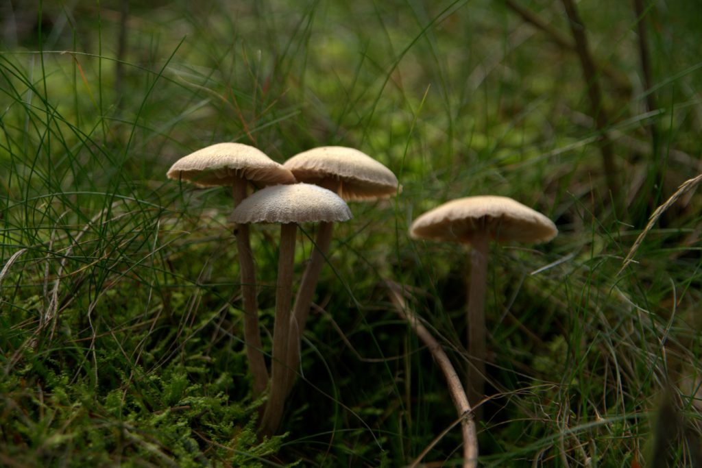 Fischweiher - Albtal - Pilze im Schwarzwald