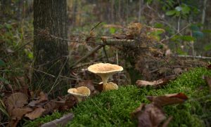 Fischweiher - Albtal - Pilze im Schwarzwald