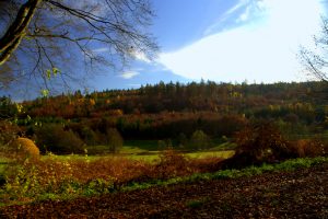 Fischweiher - Albtal - Schwarzwald