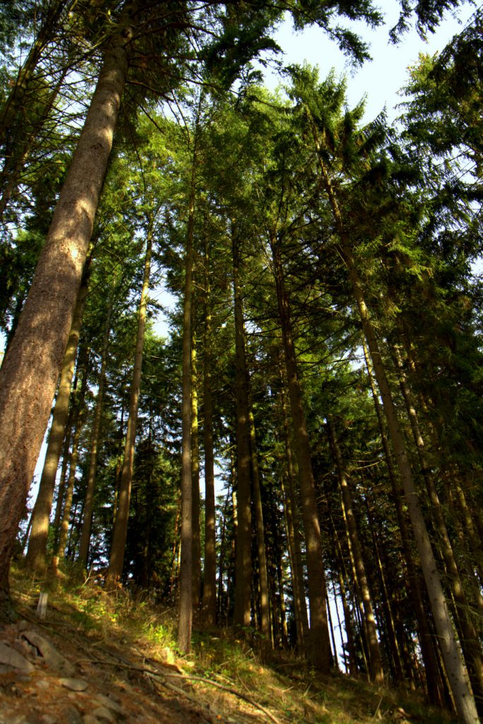 Fischweiher - Albtal - Schwarzwald