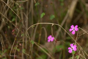 Fischweiher - Albtal - Schwarzwald