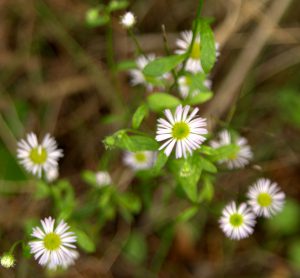 Fischweiher - Albtal - Schwarzwald