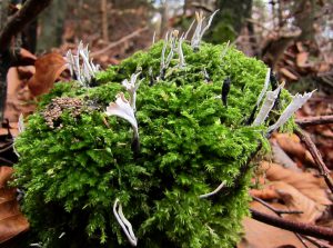 Fischweiher - Albtal - Pilze im Schwarzwald