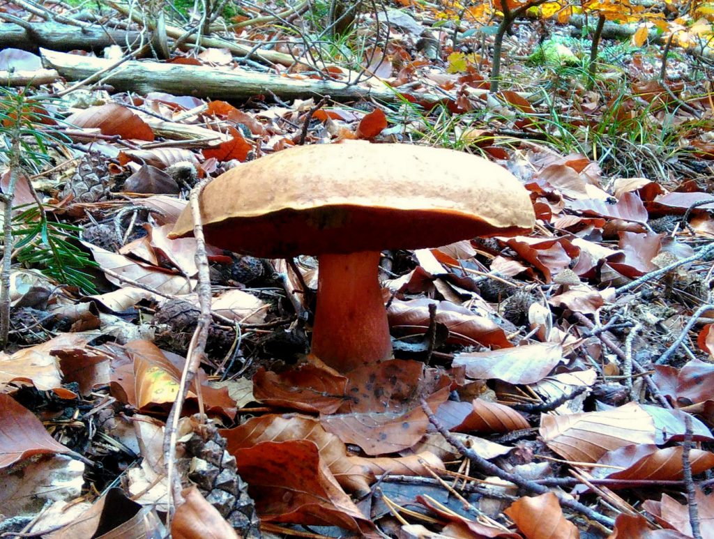 Flockenstieliger Hexenröhrling