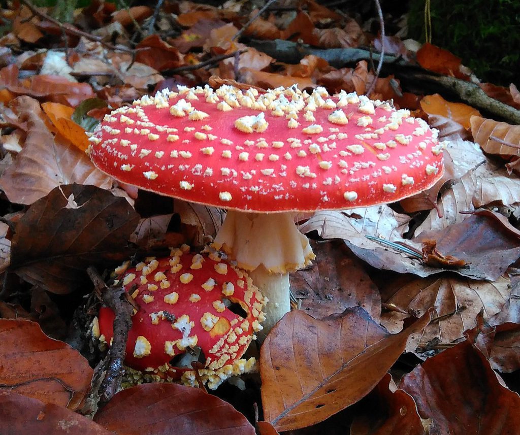 Fliegenpilz