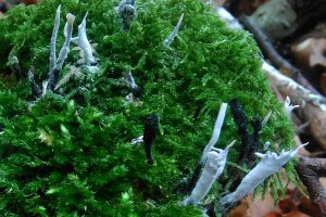 Fischweiher - Albtal - Pilze im Schwarzwald