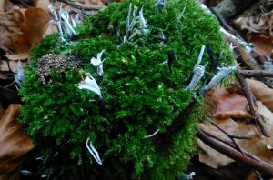 Fischweiher - Albtal - Pilze im Schwarzwald