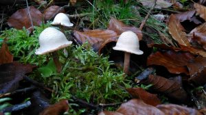 Fischweiher - Albtal - Pilze im Schwarzwald