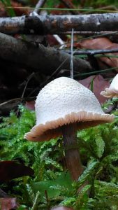 Fischweiher - Albtal - Pilze im Schwarzwald