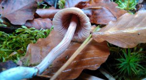 Fischweiher - Albtal - Pilze im Schwarzwald