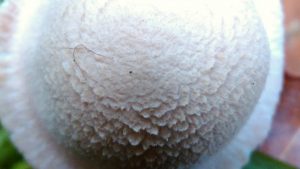 Fischweiher - Albtal - Pilze im Schwarzwald