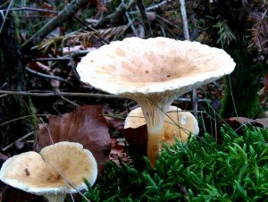 Fischweiher - Albtal - Pilze im Schwarzwald