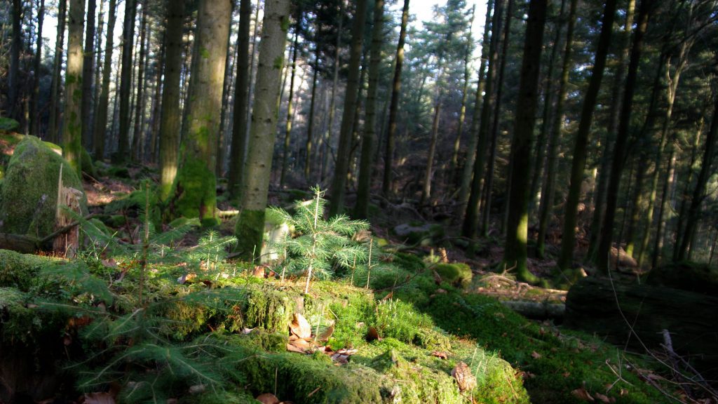 Nordschwarzwald - 10