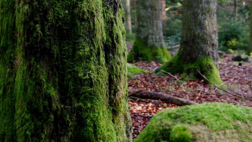 Dobel - Nordschwarzwald - 5