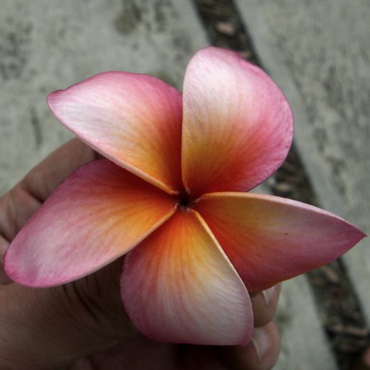 Plumeria - Frangipani Trees (English) Sac Nicte (Maya) Flor de Mayo